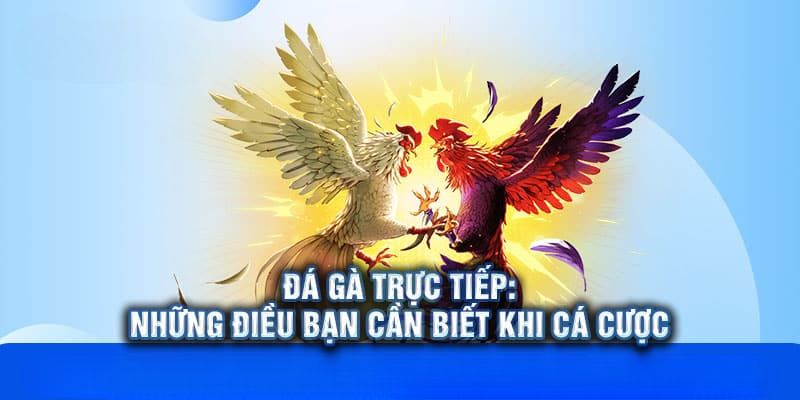 Đá gà trực tiếp với đa dạng kèo