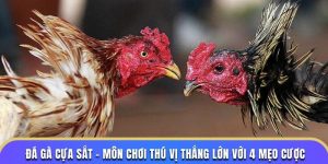 đá gà cựa sắt